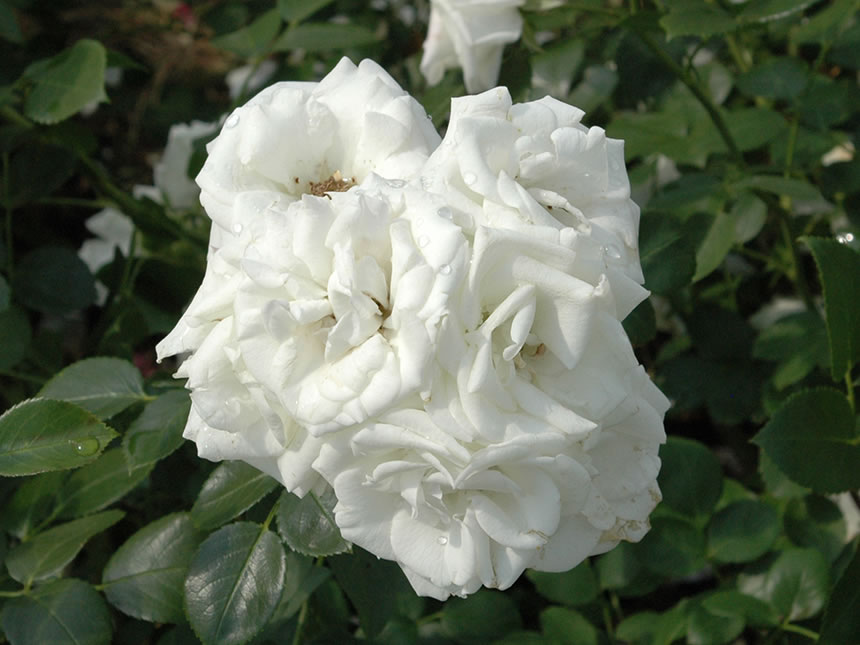 Rosa bianca